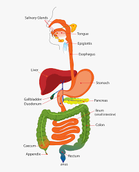 A supply chain is a network of retailers, distributors, transporters, storage facilities, and suppliers who take part in the production, delivery, and sale of a product that convert and move the goods from raw materials to end users, it describes the processes and organisations involved in converting and conveying the goods from manufactures to … Simple Diagram Of The Digestive System Hd Png Download Transparent Png Image Pngitem