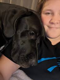 Lost black and white great dane in Kernersville area