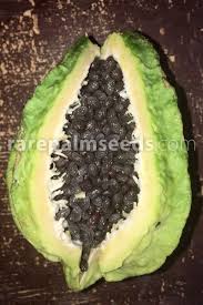 Image result for Carica