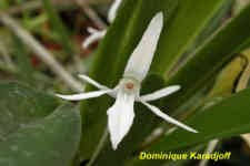 Image result for Jumellea usambarensis