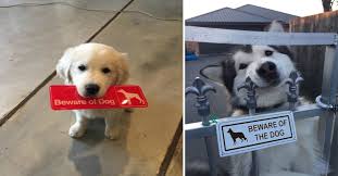 Replace your baseball bat and use the beware of dog sign as a melee weapon. 20 Dangerous Dogs That Aren T Quite Living Up To Their Warning Signs