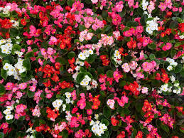 Image result for Begonia wollastonii