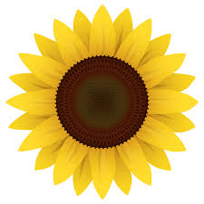 Sunflower Vector Png Image Sunflower Drawing Sunflower Images Sunflower Clipart