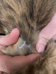 I have also seen a cat who is allergic to flea bites react with scabs and hair loss. Weird Circular Scab On Cats Back Thecatsite
