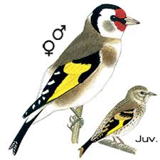 Grimpereau des jardins pigeon biset. Apprendre A Reconnaitre Les Oiseaux Les Astuces Pour Reconnaitre Les Oiseaux Oisillon