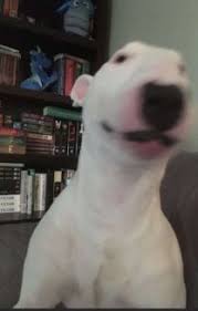 Gayass George Lopez Uwu Memes Dog Memes Furry