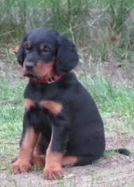 The gordon setter is known for its loyalty and devotion to its owner. Gordon Setter Breeders Near Sacramento California