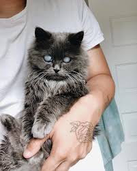 Munchkin cat, munchkin, munchkin cats, munchkin kitten, munchkin cat for sale, munchkin kittens, scottish fold munchkin, munchkin kittens for sale, munchkin cat price, scottish fold munchkin cat Meet Merlin The Munchkin And Persian Mix Cat That S Almost Completely Blind 24 Pics Success Life Lounge