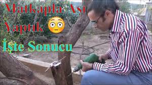 Matkap Ile Asi Nasil Yapilir Kayisi Uygulamasi Youtube Matkap Youtube Bahce