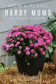 Planting Potted Fall Mums Outdoors As Year Round Perennials Hardy Mums Plants Mums Flowers