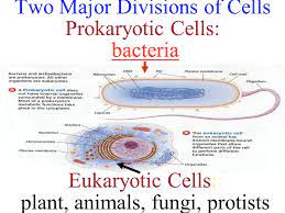 Furthermore, another major difference between plant and animal cells is the presence of chloroplasts. Two Major Divisions Of Cells Prokaryotic Cells Bacteria Eukaryotic Cells Plant Animals Fungi Protistsbacteria Ppt Download