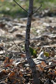 Rabbits can cause damage any time of the year. Rabbit Damage Wildlife Illinois