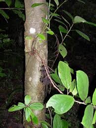 Image result for Scepocarpus