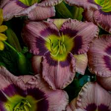 The round, lightly ruffled petals open wide, the better to show off the dynamic colors. Photo Essay Extreme Daylily Rebloomers Perennial Resource