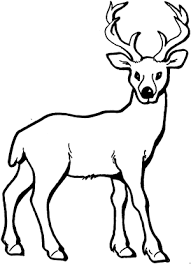 Junger Hirsch Mit Geweih Ausmalbild Malvorlage Tiere