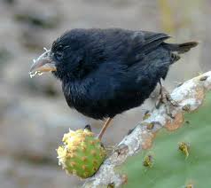 The finch with the thicker beak uses it to snap twigs of trees both cactus finches feed on the opuntia cacti, though in different ways, hence their differently shaped beaks. Hybrid Bird Species A Big Bird On The Galapagos Islands And A Small Manakin In The Amazon Basin Avian Hybrids