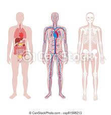 The back comprises the spine and spinal nerves, as. Internal Structure Of Human Body Man Skeleton Internal Organs Circulatory System Anatomy Anatomical Structure Of Human Canstock