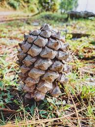 Chirdh Pine Eng Pinus Roxburghii Regional Chewta Sikkim Arunachal Pradesh Uttarakhand