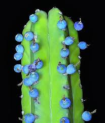 Image result for Myrtillocactus geometrizans