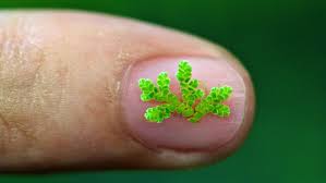 Image result for Azolla filiculoides