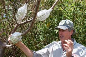 Marcotting gives a strike rate of at least 80 percent, whereas grafting is more variable. Air Layering