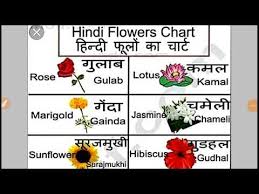 Flowers Ke Name Hindi Aur English Me Youtube