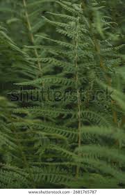 Image result for Hypolepis sparsisora