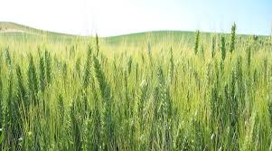 देश में रबी फसलों की बुवाई 622 लाख हेक्टेयर में होगी