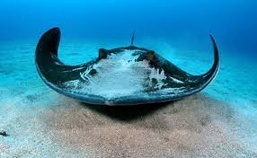 Many people want to know the answer to this question: Can I See Stingrays On St John Usvi Mooncottage
