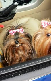 Yorkshire Terrier Puppy Black And Brown Wild West Yorkies Yorkie Puppy Yorkie Yorkshire Terrier Puppies
