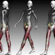Human body anatomy muscles stock photos and images 4,657 matches. Animation Of A 3d Model With Bones And Muscles Based On Motion Capture Download Scientific Diagram