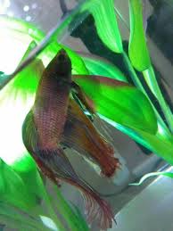 Is This Fin Rot Or Regrowth Freshwater Fish Disease And Fish Health Forum 349247