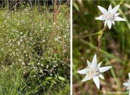 Image result for Alepidea amatymbica