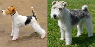As such, the akc has recognized these dogs as an official dog group. Why You Shouldn T Clip A Wire Haired Dog Groomarts