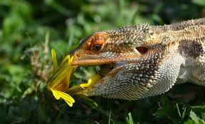 What do bearded dragons eat? Expert Safe Plants For Bearded Dragons Guide Habitat Diet