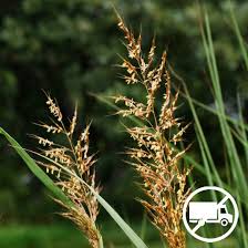 Image result for Sorghastrum