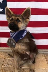 Maybe you would like to learn more about one of these? German Shepherd With Rare Genetic Condition Will Remain A Puppy His Entire Life