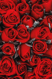 Maybe you would like to learn more about one of these? Estor Floral Rosas Rojas Romanticas Tenvinilo
