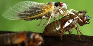 Zikaden (auchenorrhyncha) sind kleine, an pflanzen saugende insekten, die zu den gleichflüglern gehören. Die Wahrheit Sirrende Retter Aus Der Unterwelt Taz De