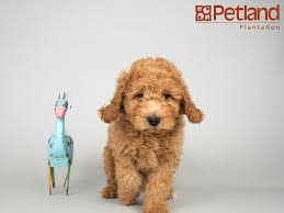 Springview petite and mini goldendoodles is a professional home breeder of top quality petite and small mini english teddy bear goldendoodles. Petland Florida Has Mini Goldendoodle Puppies For Sale Interested In Finding Out More About This Puppy Friends Goldendoodle Puppy Goldendoodle Puppy For Sale