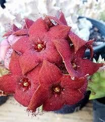 Image result for Orbea melanantha