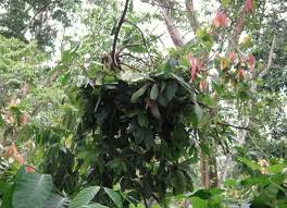 Image result for Caloncoba crepiniana