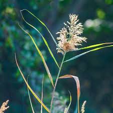 Image result for Phragmites karka
