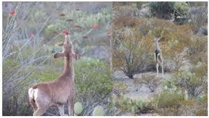 Image result for Rhytachne subgibbosa