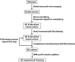 Check spelling or type a new query. Schwann Cell Culture Protocol Flowchart Showing The Main Steps For Download Scientific Diagram