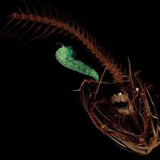 Recorde Descoberta Especie De Peixe Que Vive A 8 Km De Profundidade National Geographic