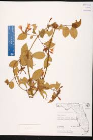 Image result for Jasminum dichotomum