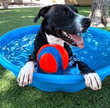 Congressional military working dog adoption law gives priority first to civilian law enforcement agencies, then to prior handlers, and finally to the general public. Animal Shelters Provide Care During Stay At Home Order Texas A M University San Antonio Tamusa