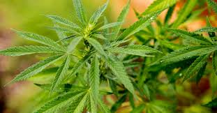 Or on the day of april 20th, and by extension, a way to identify. 420 History How April 20 Became Known As Weed Day Time
