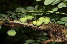 Image result for Phyllanthus polyanthus